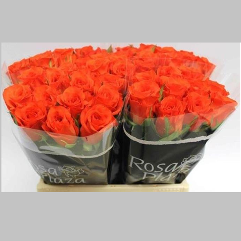 Trandafiri Olandezi Portocalii, Pachet (10 buc.)